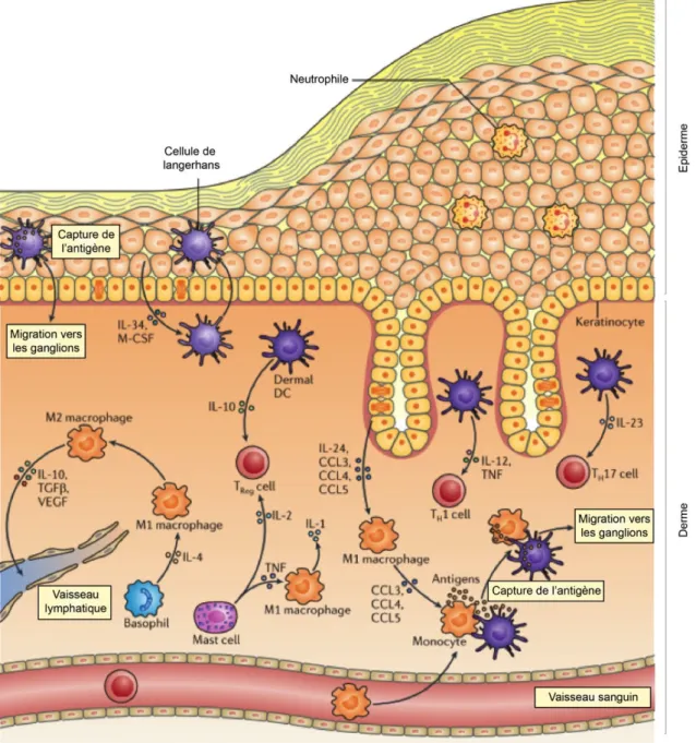 Structure Mol Culaire Du Facteur De Transcription Nrf