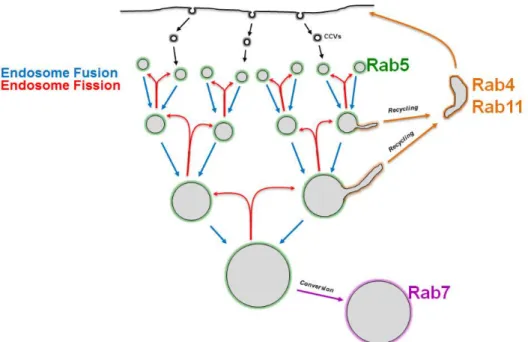 La Maturation Des Endosomes M Canismes De Tri Et Voies De Transport