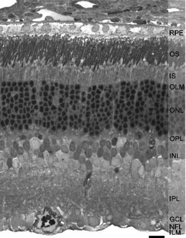 Csap fotoreceptorok A neurális retina sejttípusai