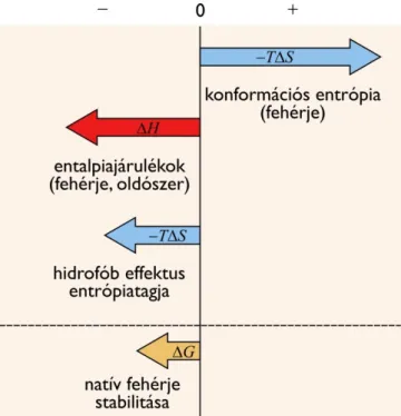 Az Anfinsen K S Rlet A Feh Rje T Rszerkezet Kialakul Sa