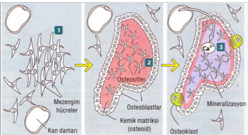 Kemik Büyümesi ve Gelişiminin Evreleri Kemiğin Yapısı