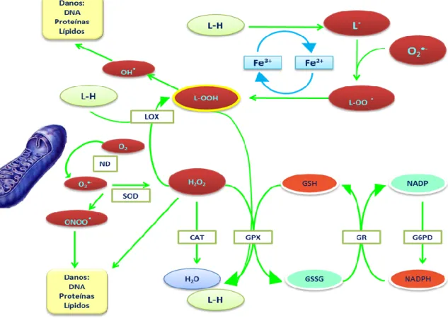 Figura  1.4-  Papel  das  lipoxigenases  na  formação  de  lipoperóxidos  e  interacção  metabólica  com  o  ciclo do glutationo, um mecanismo de desintoxicação celular (adaptado de Brash, 1999)
