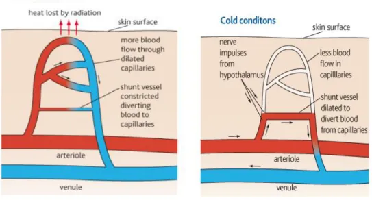 Figure 7- Illustration of vasodilation and vasoconstriction processes, respectively [50]