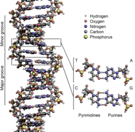 Figure 2.3: DNA double helix structure
