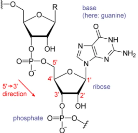 Figure 2.6: RNA Chemical Structure