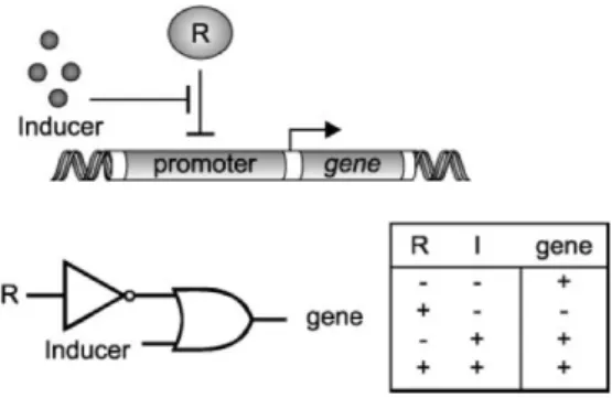 Figure 2.13: Example of an architecture of the inducible gene network