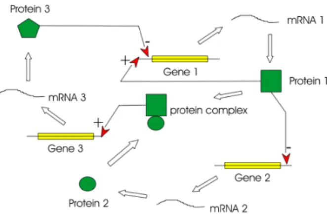 Figure 2.14: Gene Regulation: The activation or inhibition of a gene transcription by one or several transcription factors.