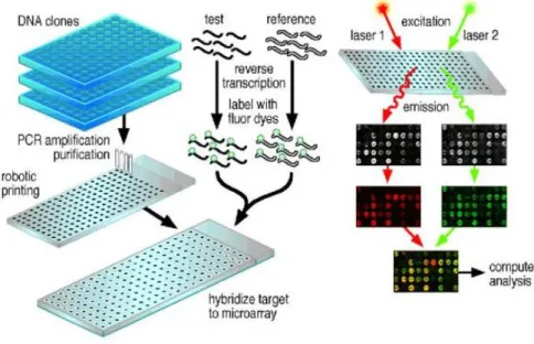 Figure 2.16: A general scheme for a microarray.