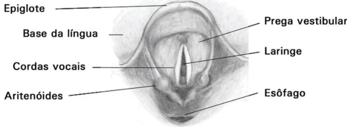 Figura 1 - Visão da região glótica através da laringoscopia direta 