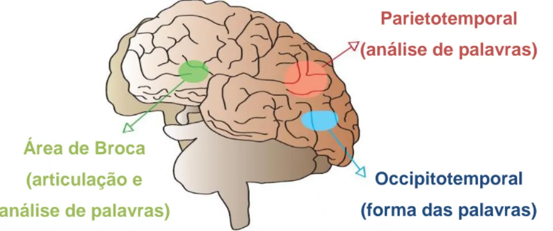 Figura 6 Localização dos sistemas cerebrais para a leitura. 