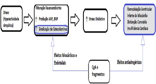 Figura 1.4 - Representação esquemática de alguns eventos que caracterizam a Insuficiência  Cardíaca, indicando os locais possíveis para a intervenção da CgA e seus péptidos derivados  (Traduzido e adaptado de Angelone, 2012)