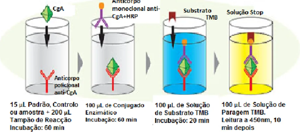 Figura 1.8 – Figura esquemática de uma ELISA sandwich para detecção de CgA (IBLELISA)