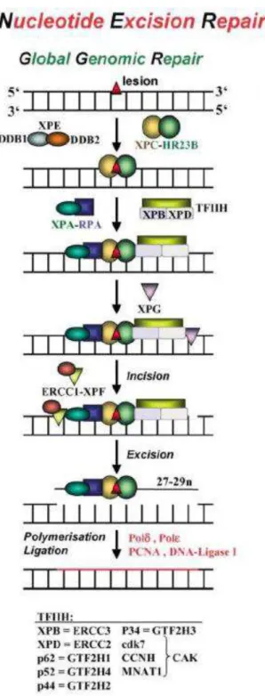 Figura  2:  Esquema  da  via  de  reparo  de  DNA  por  excisão  de  nucleotídeo    (Christmann et al., 2003)