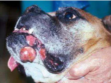 Figura 1. Nódulo ulcerado correspondente a um mastocitoma de grau II em cão da raça Boxer  (Fonte: http://argos.portalveterinaria.com/noticia/3528/) 