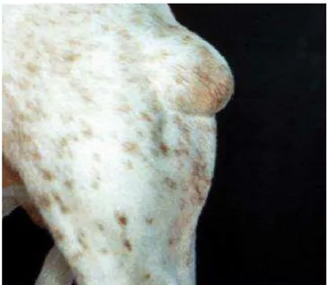 Figura  2.  Mastocitoma  de  grau  II  em  membro  pélvico  esquerdo  de  um  cão,  com  aspecto 