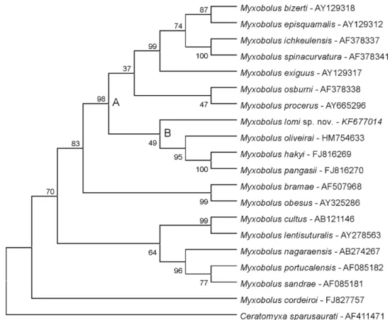 Figura 13.  Árvore filogenética condensada mostrando a relação entre Myxobolus sp. e outras   sequências de nucleotídeos de Myxobolus spp
