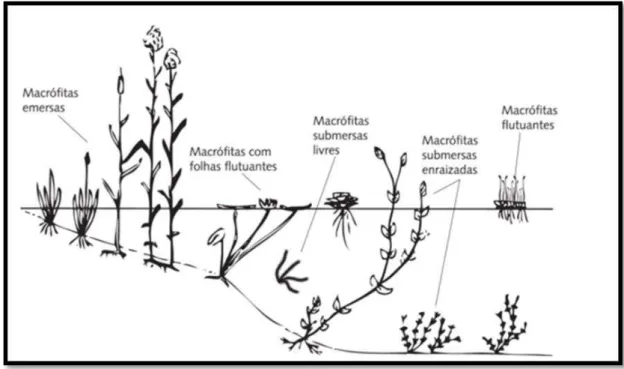 Figura 5. Grupos ecológicos das macrófitas aquáticas. Fonte: Ferreira e Marques, 2009