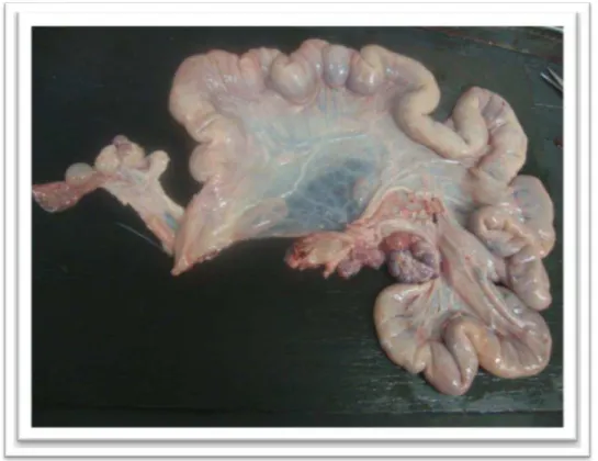 Figura 5. Agenesia de corno uterino  de fêmea suína . 