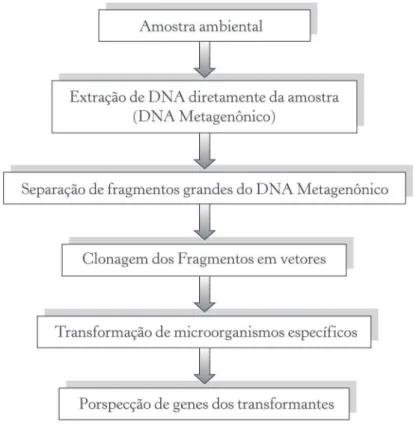 Figura 4.1 – Esquema mostrando a sequência de procedimentos para estudo do DNA meta- meta-genômico extraído da amostra de um solo