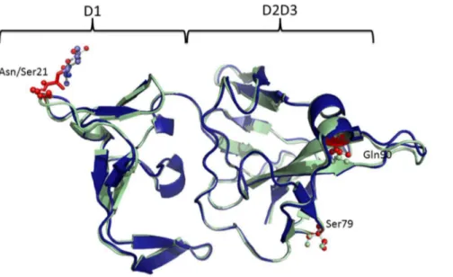 Figure 6. The predicted structure of the D. americana Mth ectodomain (the S variant is shown in blue and the N variant in green)