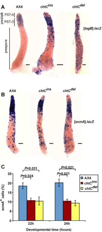 Figure 2. The chtC mutants exhibit prestalk defects. AX4, chtC ins and chtC del strains labeled with either [tagB]:lacZ (A) or [ecmA]:lacZ (B) were developed for 16 hours, fixed and stained with X-gal