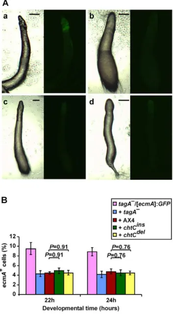 Figure 4. The tagA – mutant is unaffected by the presence of chtC mutants in chimerae
