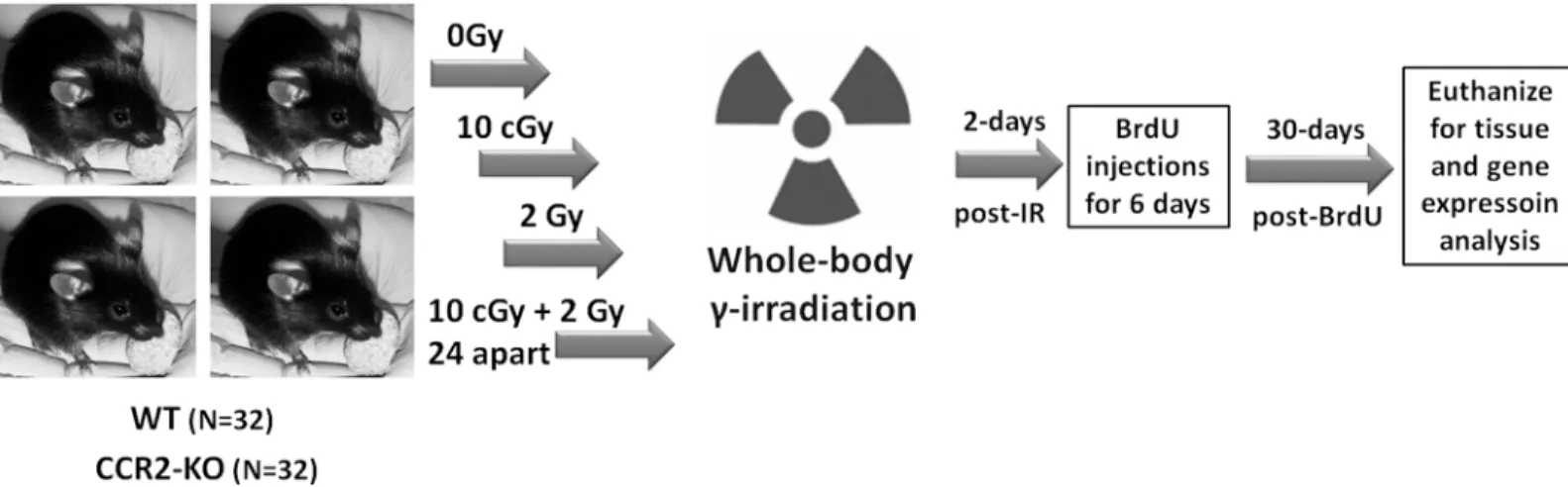 Fig 1. Schematics of research design. WT and CCR2-KO mice were divided into 4 experimental groups (0, 10 cGy, 2Gy, 10 cGy + 2 Gy 24h apart)