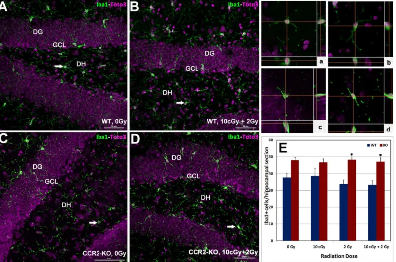 Fig 3. Status of hippocampal microglia following low dose ionizing radiation exposure