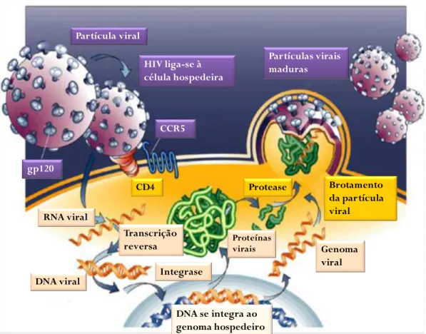 Figura  3:  Ciclo  de  vida  do  HIV-1.  A  partícula  viral  se  liga  à  célula  hospedeira  pelo  contato da glicoproteína gp120 com as moléculas CD4 e CCR5