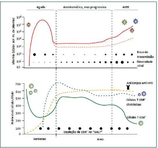 Figura  4:  Infecção  pelo  HIV-1  e  resposta  imunológica.  Viremia  no  plasma  (superior), e dinâmica de alterações no compartimento de linfócitos T CD4 +  (inferior)