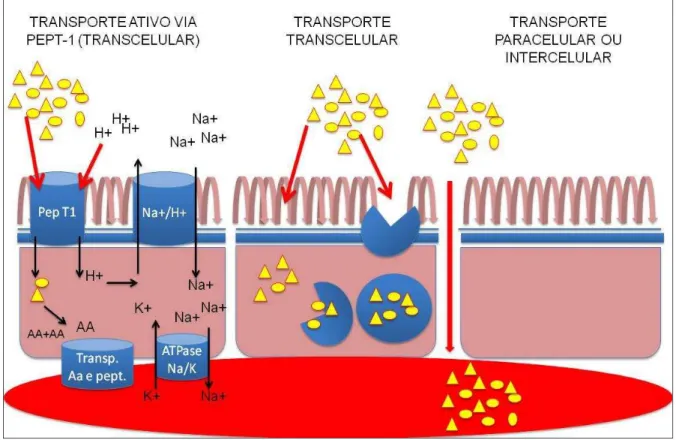 Figura 2. Transporte de aminoácidos e peptídeos na célula intestinal. 