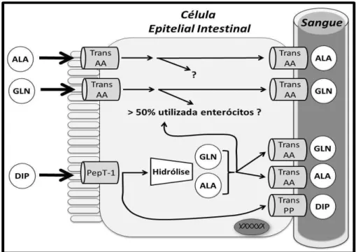 Figura  3.  Transporte  e  destino  a  partir  do  lúmen  intestinal  de  glutamina,  alanina  e  alanil- alanil-glutamina 