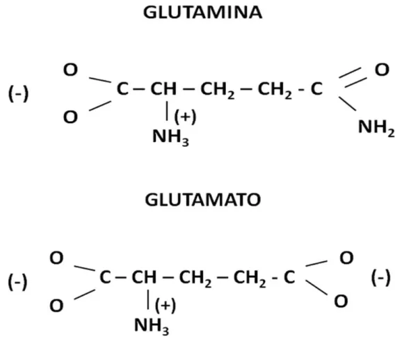 Figura 4. Estrutura química de glutamina e glutamato. 