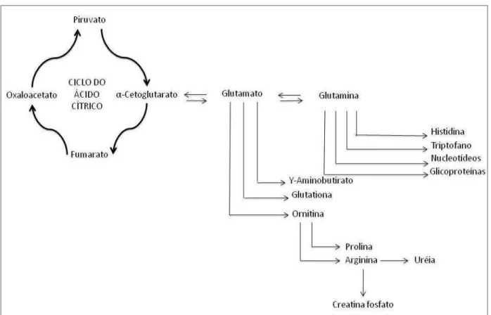 Figura 5. Interações bioquímicas de glutamina e glutamato. 