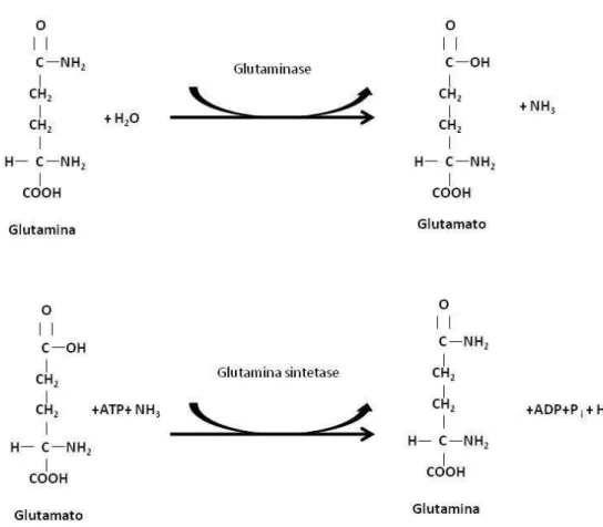 Figura 6. Reações catalisadas pelas enzimas glutaminase e glutamina sintetase. 