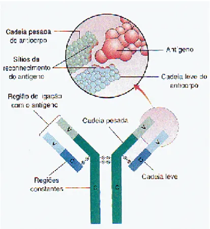 Figura 3 – Estrutura básica da molécula de anticorpo, mostrando detalhe  da região de ligação com o antígeno (AMABIS E MARTHO, 2004).