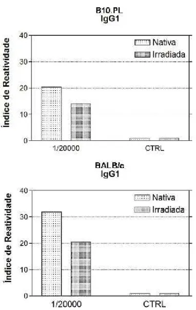Figura 7 - Ensaio imunoenzimático para a avaliação da produção de anticorpos  específicos (IgG1) contra BTHX-1 nativa ou irradiada, por camundongos B10.PL 
