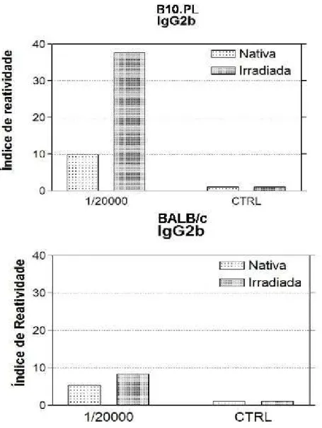 Figura 8 - Ensaio imunoenzimático para a avaliação da produção de anticorpos  específicos (IgG2b) contra  BTHX-1  nativa  ou  irradiada,  por  camundongos  B10.PL e BALB/c