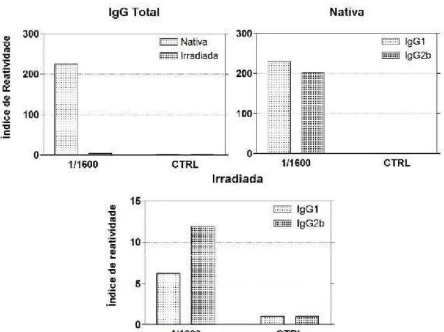 Figura 9 - Ensaio imunoenzimático para a avaliação da produção de anticorpos  específicos  contra  BTHX-1  nativa  ou  irradiada,  por  camundongos  