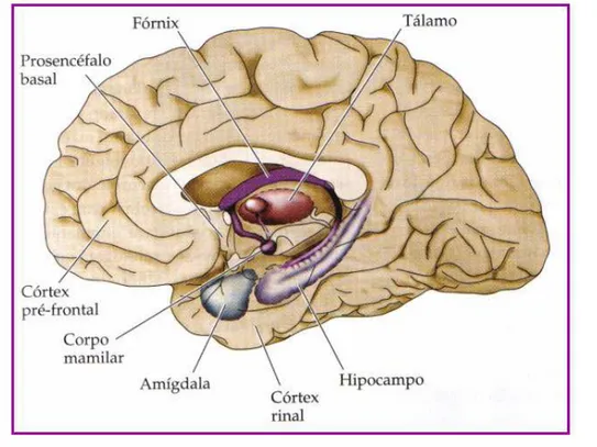 Figura 4 - Áreas encefálicas associadas com distúrbios da memória declarativa. 