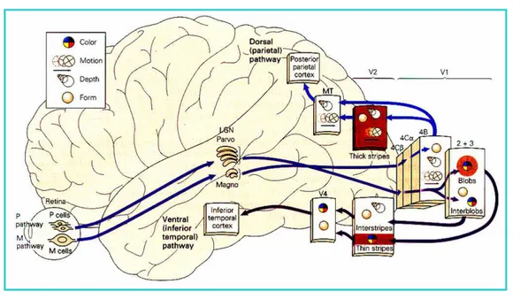 Figura 7 - Vias de processamento da informação visual. 