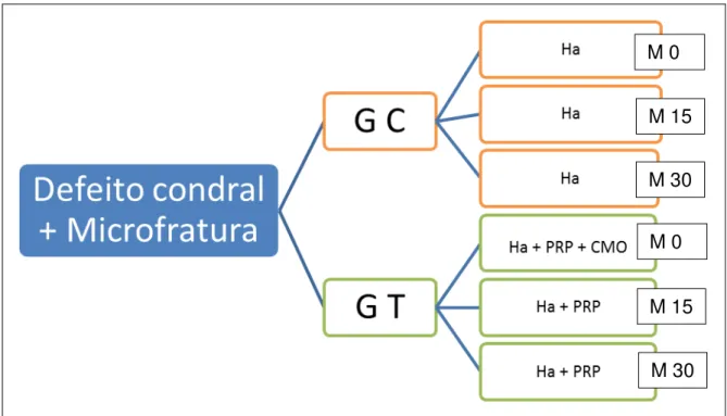 Figura 1 -  Esquema do delineamento experimental. G C (Grupo Controle), G T (Grupo Tratamento),  Ha (Hialuronato de sódio), PRP (plasma rico em plaquetas), CMO (concentrado de medula  óssea), M 0 (tempo transoperatório), M 15 (15 dias), M 30 (30 dias)  –  