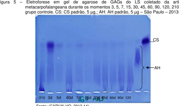 Figura  5  –   Eletroforese  em  gel  de  agarose  de  GAGs  do  LS  coletado  da  articulação  metacarpofalangeana durante os momentos 3, 5, 7, 15, 30, 45, 60, 90, 120, 210 dias do  grupo controle