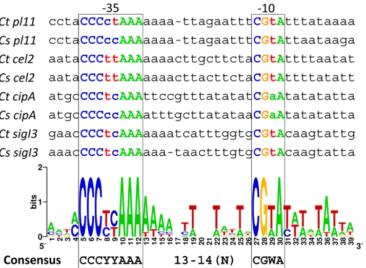 Fig 4. Identification of conserved elements of σ I3 -dependent promoter sequences. WebLogo generated with σ I3 -dependent promoter sequences of C.