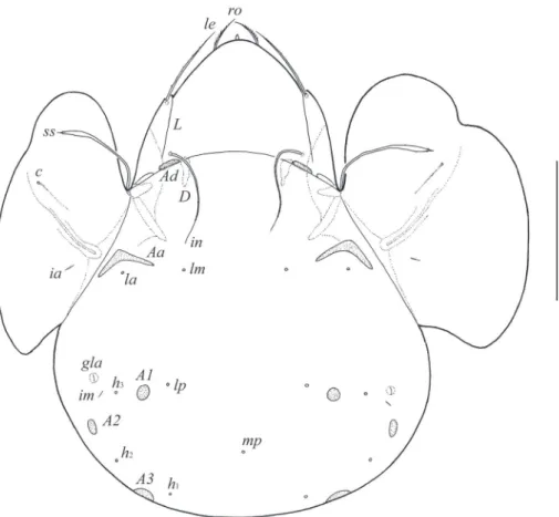 Figure 1. Galumna (Galumna) makilingensis sp. n., adult: dorsal view. Scale bar 200 μm.