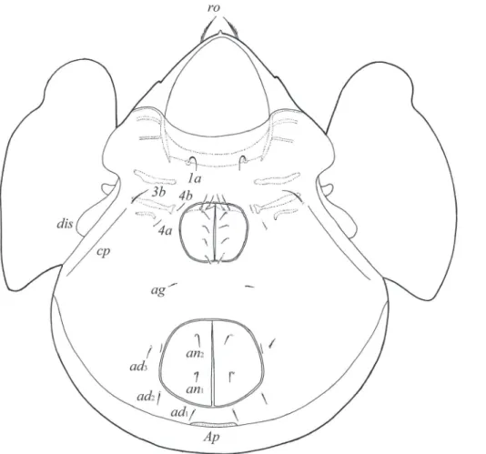 Figure 2. Galumna (Galumna) makilingensis sp. n., adult: ventral view (gnathosoma and legs not illustrated)