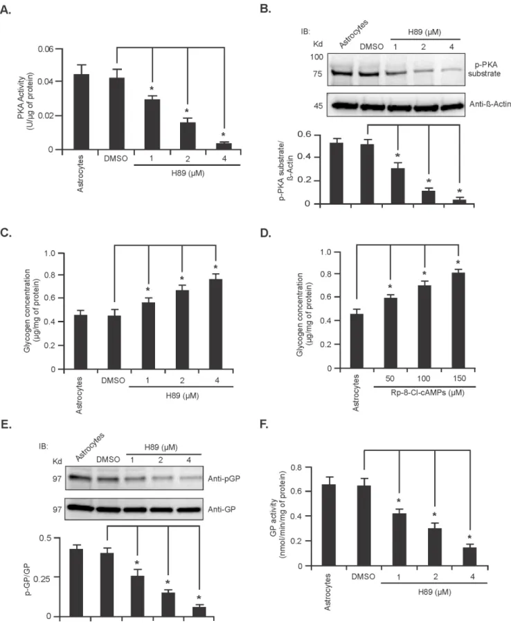 Figure 5. Inhibition of PKA activity in cultured cerebellar astrocytes increases glycogen accumulation