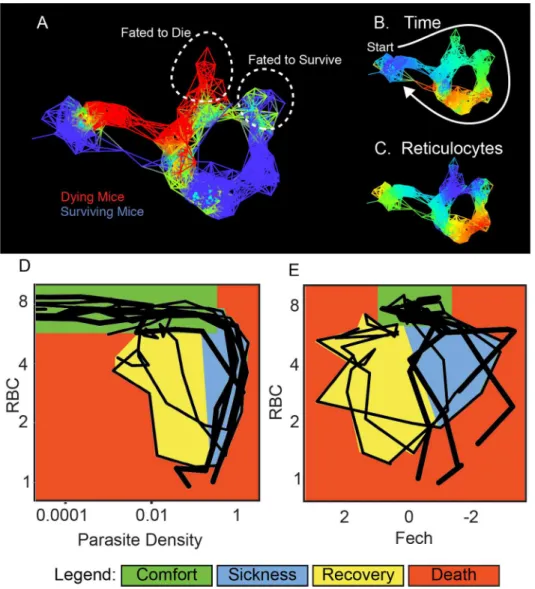 Fig 4. Disease maps of mice with warped disease spaces. (A) A topological network map for malaria- malaria-infected mice following the mice for a maximum of 26 d post infection