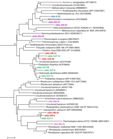 Figure 1. Phylogenetic tree of the cbbL gene retrieved from the water samples (shown in colored) and closely related sequences from the GenBank database