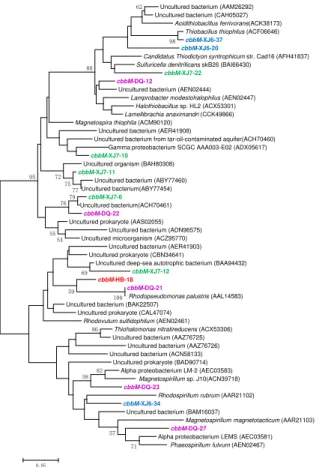 Figure 2. Phylogenetic tree of the cbbM gene retrieved from the water samples (colored) and closely related sequences from the GenBank database